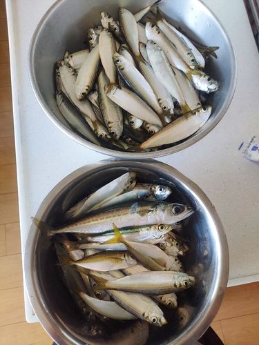 サッパの釣果