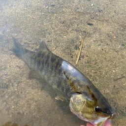 スモールマウスバス