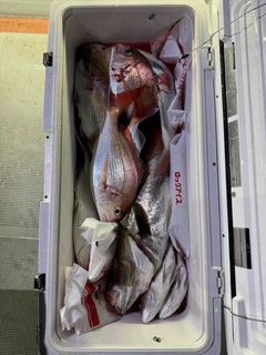 ヒラマサの釣果