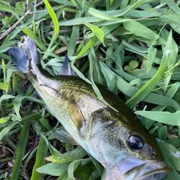 ブラックバス
