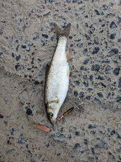 エゾウグイの釣果