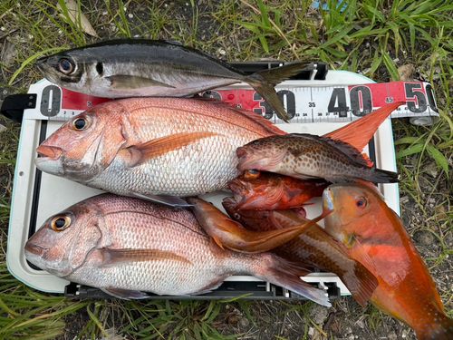 マダイの釣果