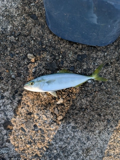 ワカシの釣果