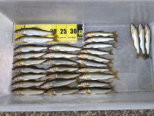 アユの釣果