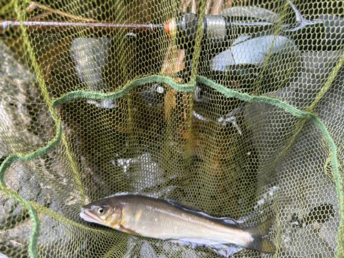 アユの釣果