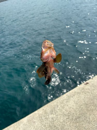 キジハタの釣果