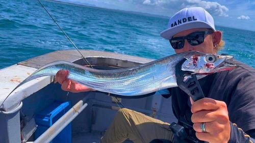 タチウオの釣果