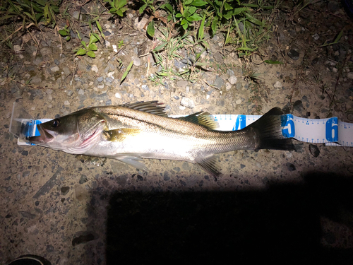 シーバスの釣果