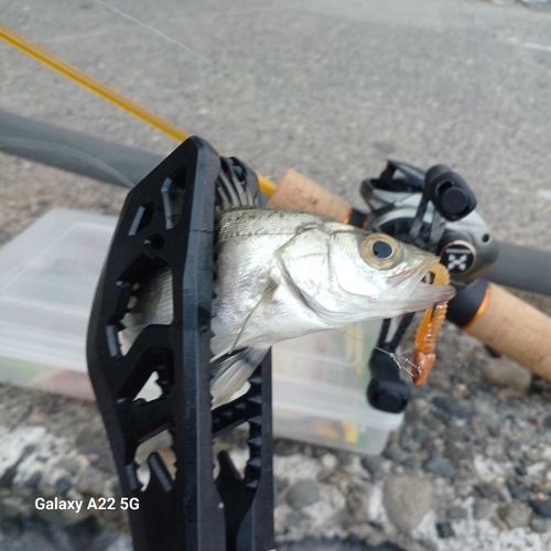 セイゴ（タイリクスズキ）の釣果