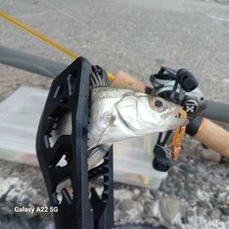 セイゴ（タイリクスズキ）