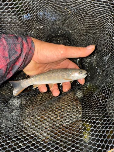 イワナの釣果