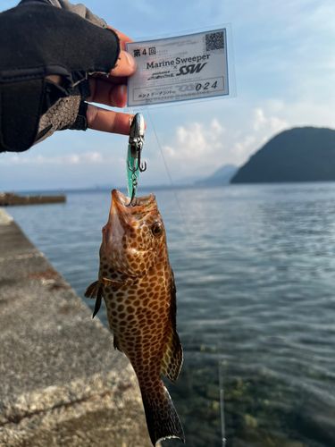 オオモンハタの釣果