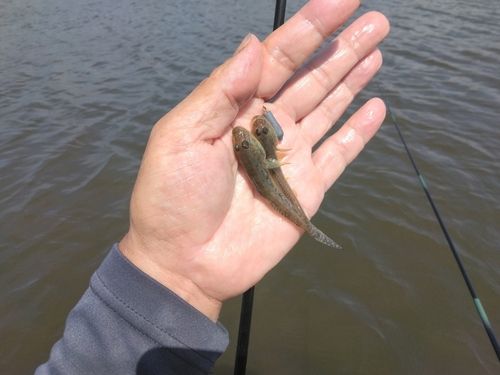 ハゼの釣果