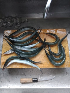サヨリの釣果