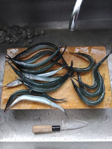 サヨリの釣果