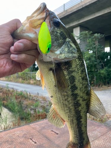 ラージマウスバスの釣果