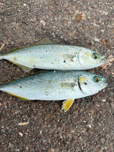 ツバスの釣果