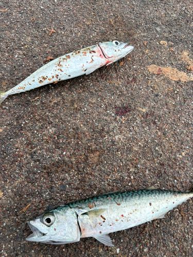 サバの釣果