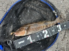 アイナメの釣果