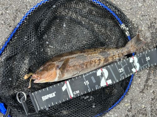 アイナメの釣果