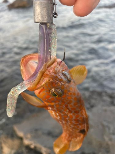 キジハタの釣果