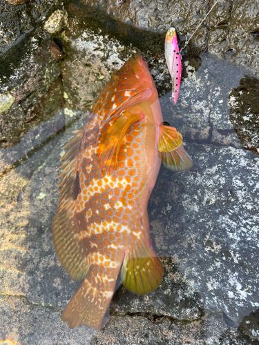 キジハタの釣果