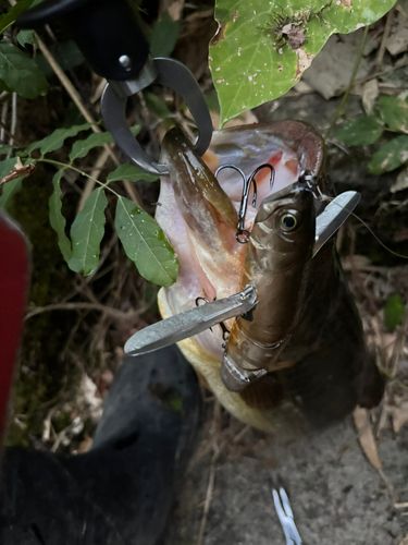 ラージマウスバスの釣果