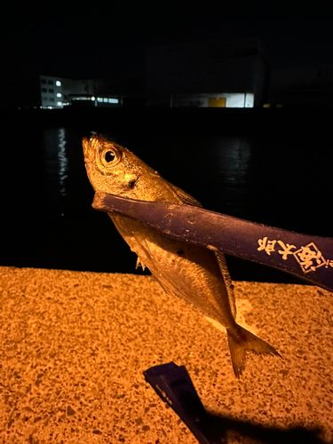 マアジの釣果
