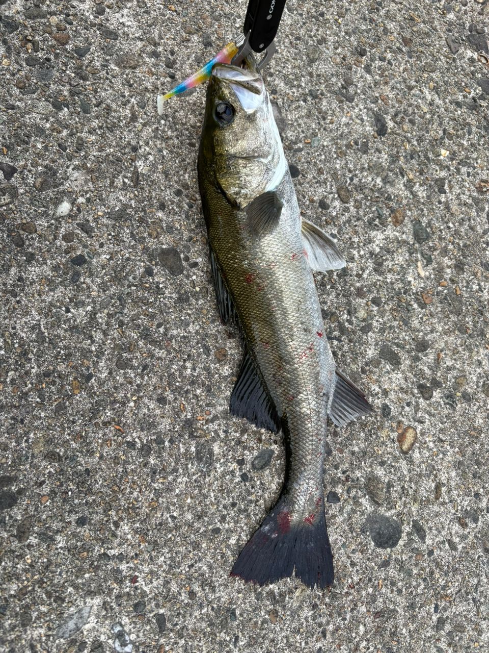 フッコ（マルスズキ）