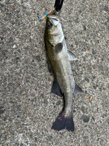 フッコ（マルスズキ）の釣果