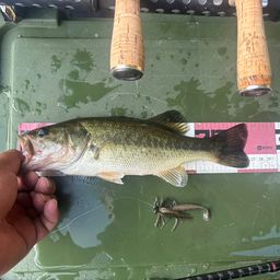 ラージマウスバス