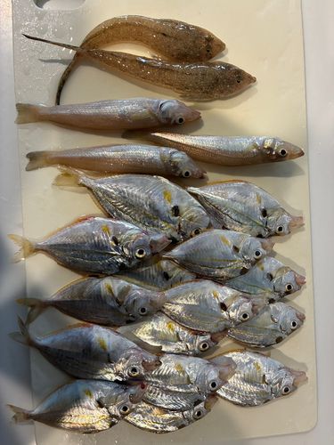 ヒイラギの釣果