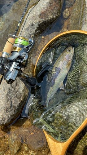 ニジマスの釣果