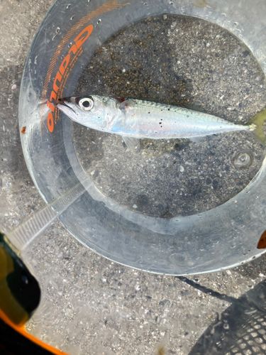 サバの釣果