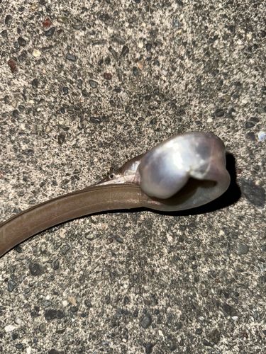 ダイナンウミヘビの釣果