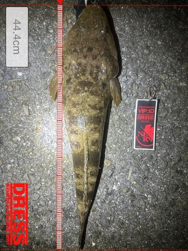 マゴチの釣果