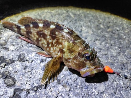 カサゴの釣果