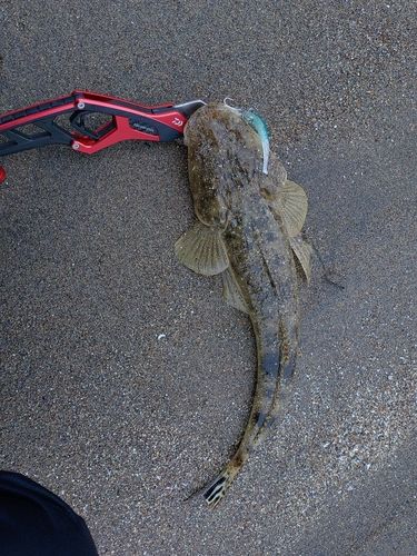 マゴチの釣果