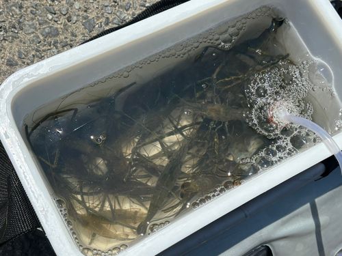 テナガエビの釣果