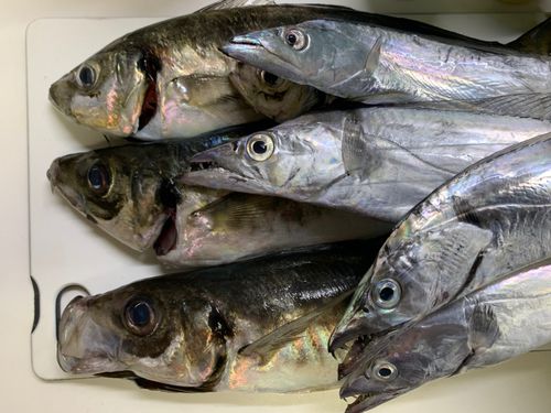 タチウオの釣果