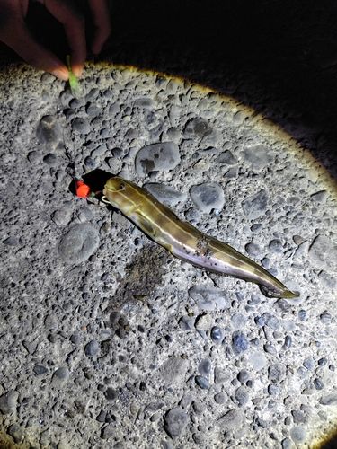 ゴンズイの釣果