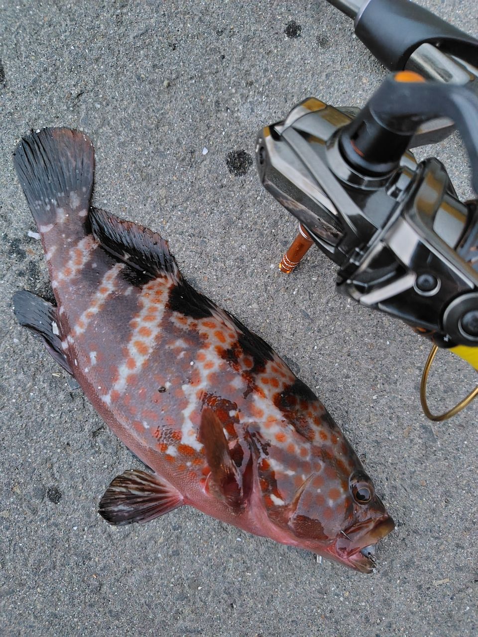 SHIMANO 17ソアレ CI4+ アジング S604L-Sの最安値・インプレ