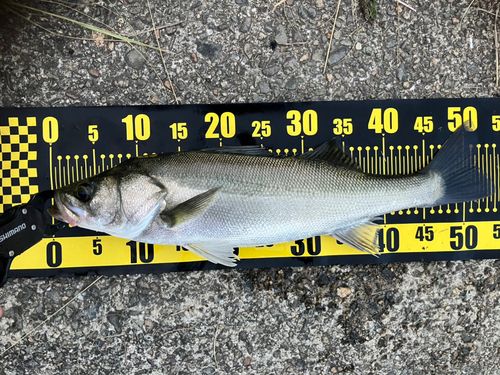 フッコ（マルスズキ）の釣果