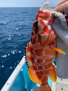 アカハタの釣果