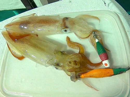 ケンサキイカの釣果