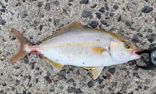 ネリゴの釣果