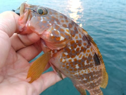 キジハタの釣果