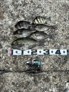 グレの釣果