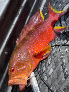 ナガジューミーバイの釣果