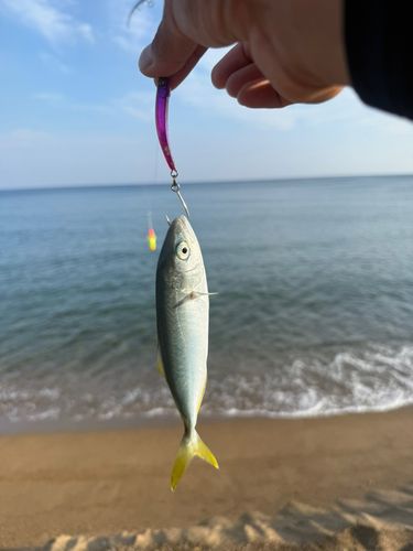 ツバスの釣果